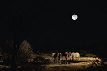 African Elephant (Loxodonta africana) herd at waterhole at night with full moon, Etosha National Park, Namibia
