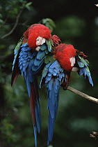 Red and Green Macaw (Ara chloroptera) pair preening, Brazil