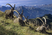 Alpine Ibex (Capra ibex) herd resting with Swiss Alps in background, Europe