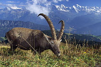 Alpine Ibex (Capra ibex) male grazing with Swiss Alps in background, Europe