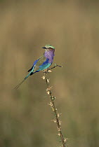 Lilac-breasted Roller (Coracias caudata) perching on twig, Africa