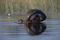 Hippopotamus (Hippopotamus amphibius) surfacing in river, Botswana