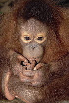 Orangutan (Pongo pygmaeus) baby portrait, Borneo
