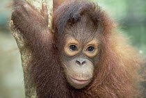 Orangutan (Pongo pygmaeus) juvenile portrait, Sepilok Forest Reserve, Sabah, Borneo