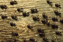 Termite group on wood with one carrying debris, Borneo