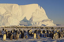 Emperor Penguin (Aptenodytes forsteri) rookery with iceberg in background, Antarctica