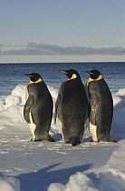 Emperor Penguin (Aptenodytes forsteri) three penguins standing in snow at waters edge, Antarctica