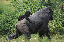 Western Lowland Gorilla (Gorilla gorilla gorilla) male carrying baby, central Africa