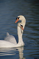 Mute Swan (Cygnus olor) couple courting, Germany