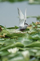 Whiskered Tern (Chlidonias hybrida) on nest with eggs among water lilies, Greece