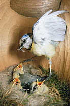 Blue Tit (Cyanistes caeruleus) parent delivering worm to chicks in nest box, Europe
