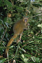 Golden Bamboo Lemur (Hapalemur aureus) feeding on bamboo, southeastern Madagascar