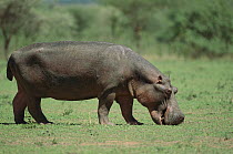 Hippopotamus (Hippopotamus amphibius) grazing, Africa