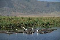 Cattle Egret (Bubulcus ibis) group resting atop floating Hippopotamus (Hippopotamus amphibius), Ngorongoro Crater, Tanzania