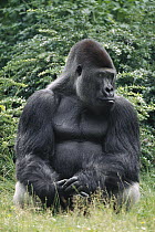 Western Lowland Gorilla (Gorilla gorilla gorilla) silverback, Africa