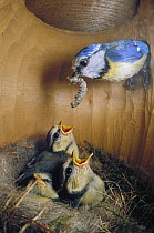 Blue Tit (Cyanistes caeruleus) parent delivering caterpillar to chicks in nest, Europe