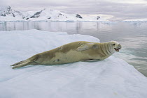 Crabeater Seal (Lobodon carcinophagus) resting on ice, Paradise Bay, Antarctica