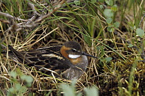 Red-necked Phalarope (Phalaropus lobatus) female on nest, Finland