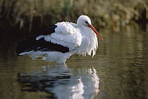 White Stork (Ciconia ciconia) wading through water, Germany