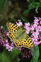 Queen of Spain Fritillary (Issoria lathonia) butterfly on flower, Europe