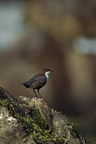 White-throated Dipper (Cinclus cinclus) perched on rock, Bavaria, Germany