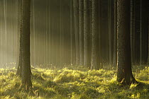 Sunlight filtering through Spruce forest, Bavaria, Germany