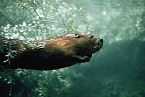 American Beaver (Castor canadensis) swimming underwater, North America