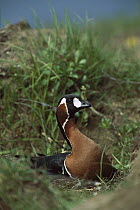 Red-breasted Goose (Branta ruficollis) sitting in nest on ground, Taymyr Peninsula, Siberia, Russia
