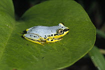Blue Back Frog (Heterixalus madagascariensis) resting on leaf, eastern Madagascar
