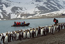 King Penguin (Aptenodytes patagonicus) colony viewed by tourists, South Georgia Island