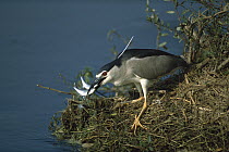 Black-crowned Night Heron (Nycticorax nycticorax) with two fish in its beak, Greece