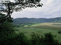 View from forested rim into floor of Ngorongoro Crater, Tanzania