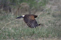 Harris' Hawk (Parabuteo unicinctus) flying, South America