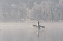 Mute Swan (Cygnus olor) stretching its wings on a misty lake, Germany