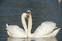 Mute Swan (Cygnus olor) courting pair, Germany