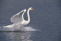 Mute Swan (Cygnus olor) landing on lake, Germany