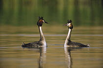 Great Crested Grebe (Podiceps cristatus) pair courting, Europe