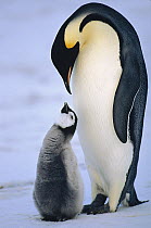 Emperor Penguin (Aptenodytes forsteri) adult with chick, Antarctica