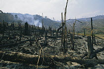 Slash and burn rainforest destruction, Madagascar