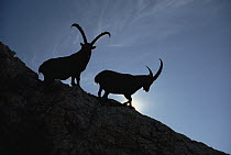 Alpine Ibex (Capra ibex) pair silhouetted on cliff, Aosta Valley, Italy
