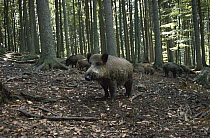 Wild Boar (Sus scrofa) herd foraging in the forest while male keeps watch, Germany