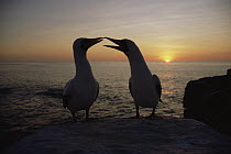 Masked Booby (Sula dactylatra) couple courting at sunset, Galapagos Islands, Ecuador