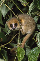 Brown Mouse Lemur (Microcebus rufus), Madagascar