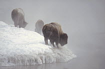 American Bison (Bison bison) group along snowy riverbank, Yellowstone National Park, Wyoming