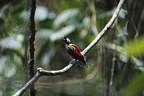 Wilson's Bird-of-paradise (Cicinnurus respublica) male, Batanta Island, Irian Jaya, Indonesia