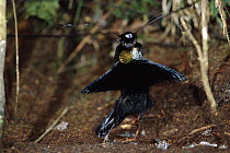 Western Parotia (Parotia sefilata) male in courtship display, Arfak Mountains, Irian Jaya, New Guinea, Indonesia