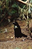 Western Parotia (Parotia sefilata) male in courtship display, Arfak Mountains, Irian Jaya, New Guinea, Indonesia