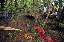 Brown Gardener's (Amblyornis inornatus) bower examined by locals, Arfak Mountains, Irian Jaya, New Guinea, Indonesia