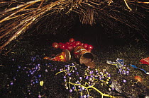 Brown Gardener (Amblyornis inornatus) decorated to attract a mate, Arfak Mountains, Irian Jaya, New Guinea, Indonesia