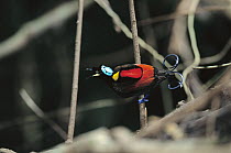 Wilson's Bird-of-paradise (Cicinnurus respublica) male, Batanta Island, Irian Jaya, Indonesia